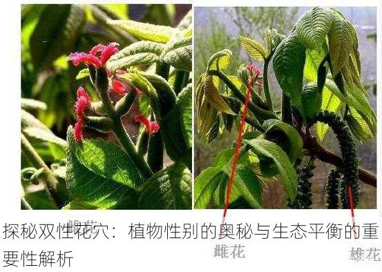 探秘双性花穴：植物性别的奥秘与生态平衡的重要性解析