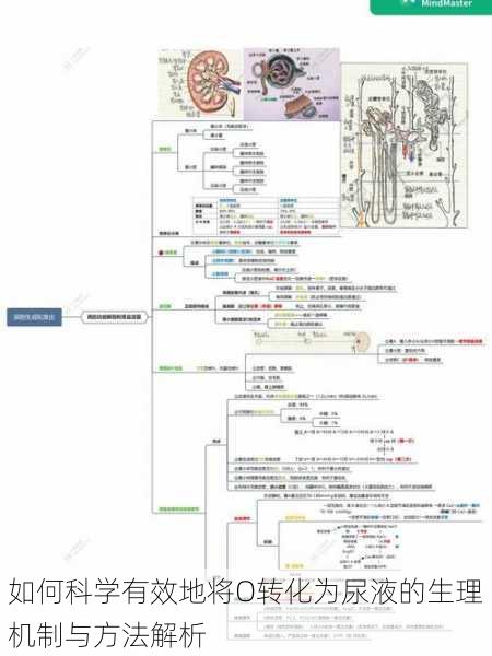 如何科学有效地将O转化为尿液的生理机制与方法解析