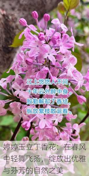 婷婷玉立丁香花：在春风中轻舞飞扬，绽放出优雅与芬芳的自然之美