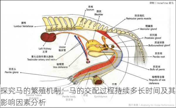 探究马的繁殖机制：马的交配过程持续多长时间及其影响因素分析