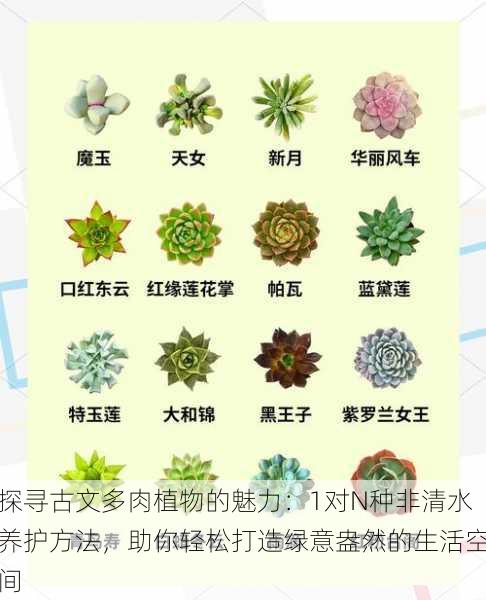 探寻古文多肉植物的魅力：1对N种非清水养护方法，助你轻松打造绿意盎然的生活空间