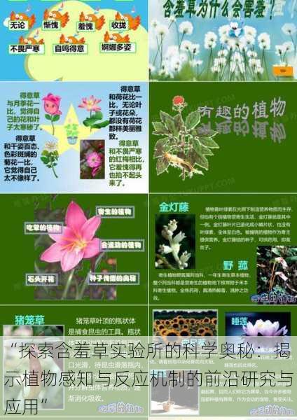 “探索含羞草实验所的科学奥秘：揭示植物感知与反应机制的前沿研究与应用”