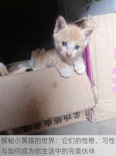 探秘小黄猫的世界：它们的性格、习性与如何成为你生活中的完美伙伴