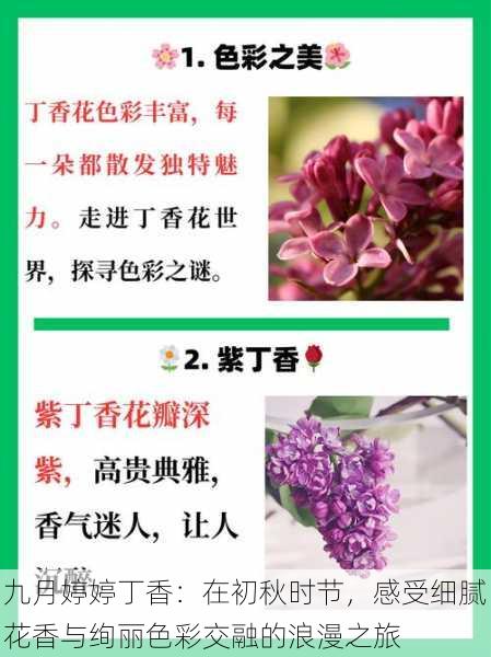 九月婷婷丁香：在初秋时节，感受细腻花香与绚丽色彩交融的浪漫之旅