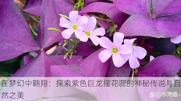 在梦幻中翱翔：探索紫色巨龙撞花蕊的神秘传说与自然之美