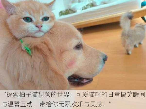 “探索柚子猫视频的世界：可爱猫咪的日常搞笑瞬间与温馨互动，带给你无限欢乐与灵感！”