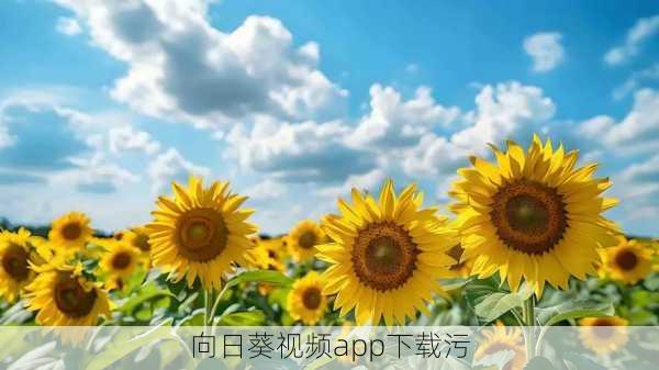 向日葵视频app下载污