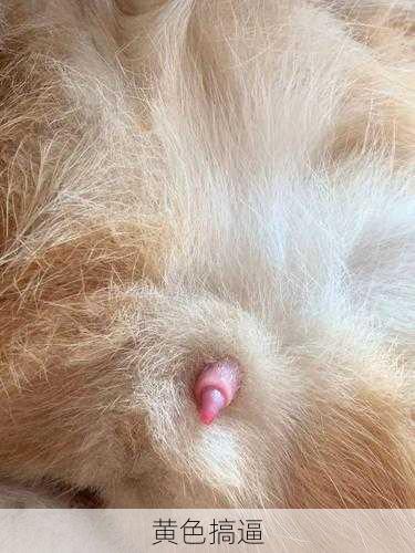 黄色搞逼