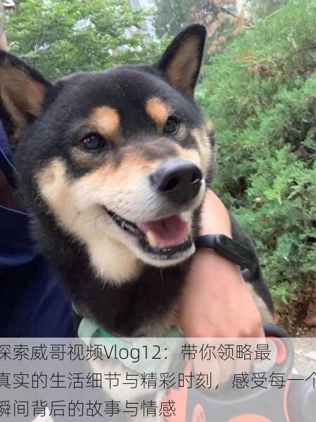 探索威哥视频Vlog12:带你领略最真实的生活细节与精彩时刻,感受每一个瞬间背后的故事与情感
